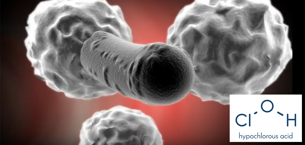 Human immune system uses chlorine bleach active ingredient to kill bacteria